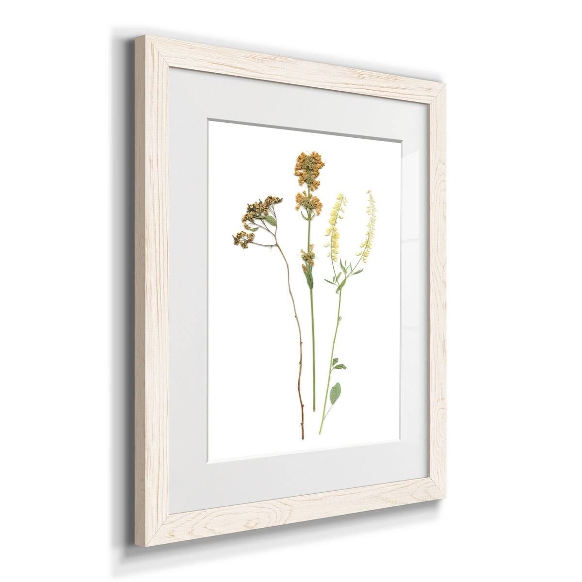Framed Print 23X32 Maple O144547