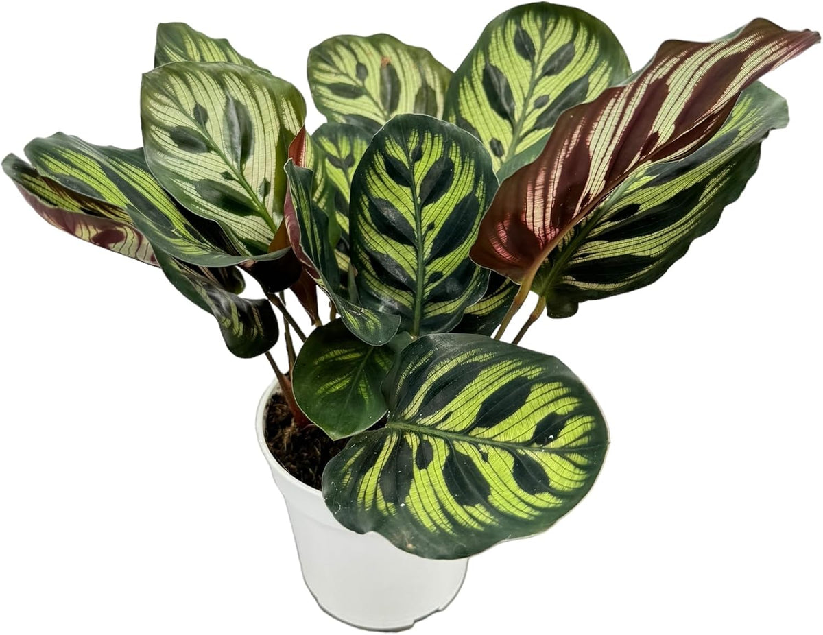 Calathea Peacock Live Plants Indoor Prayer Plant K4726