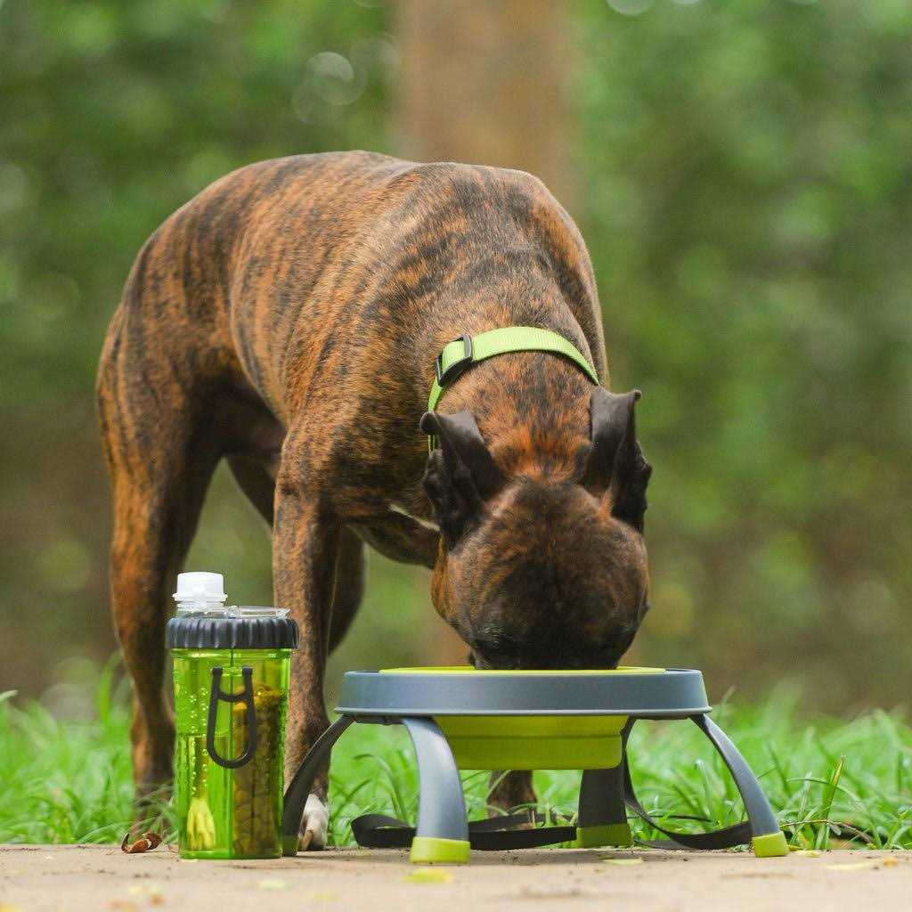 Elevated Pet Feeder N216512