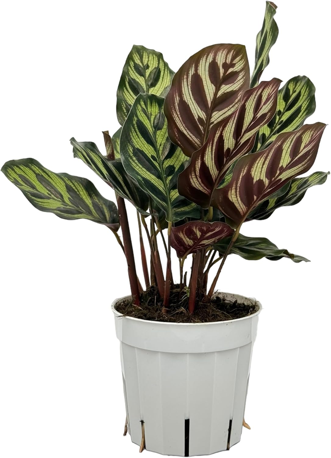 Calathea Peacock Live Plants Indoor Prayer Plant K4726
