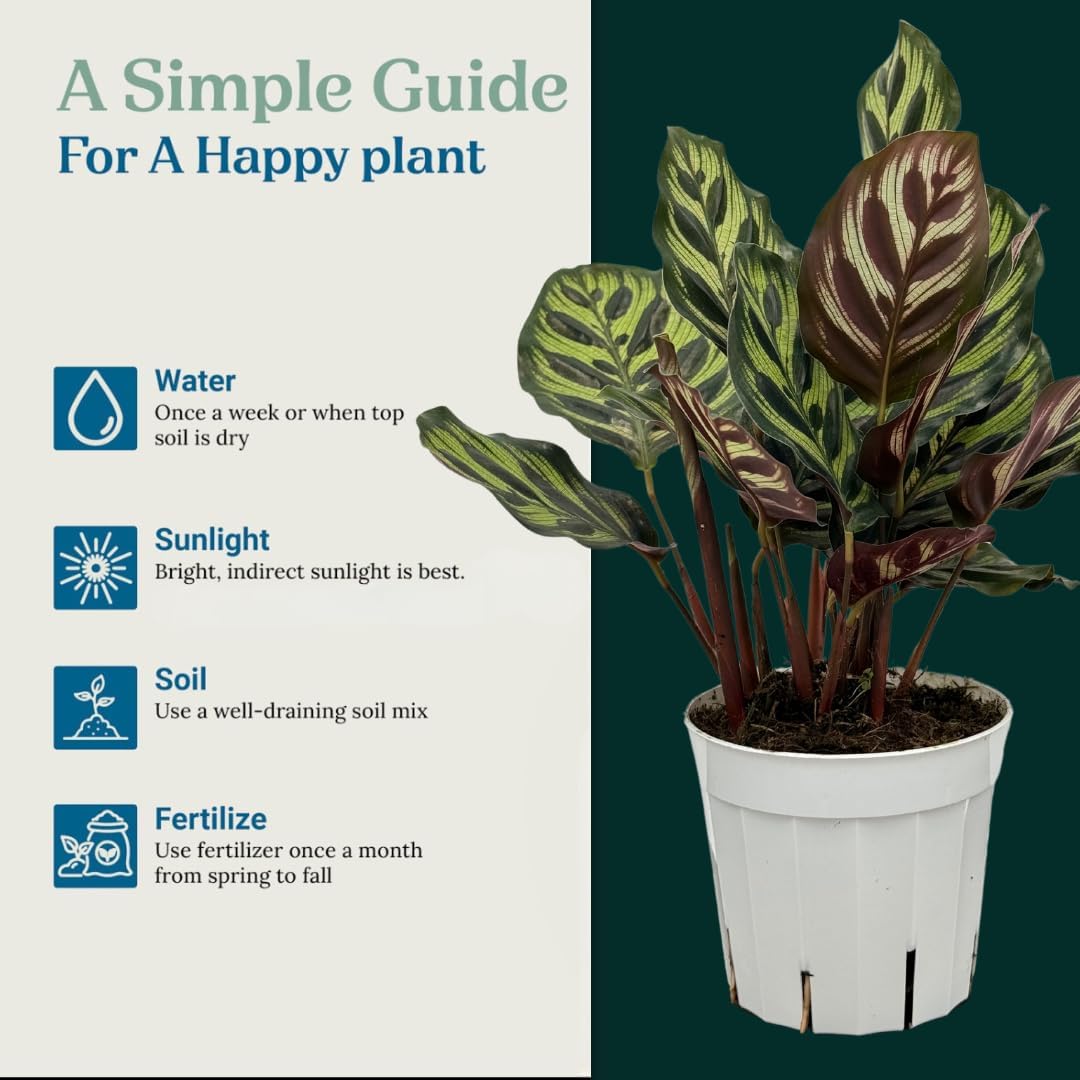 Calathea Peacock Live Plants Indoor Prayer Plant K4726