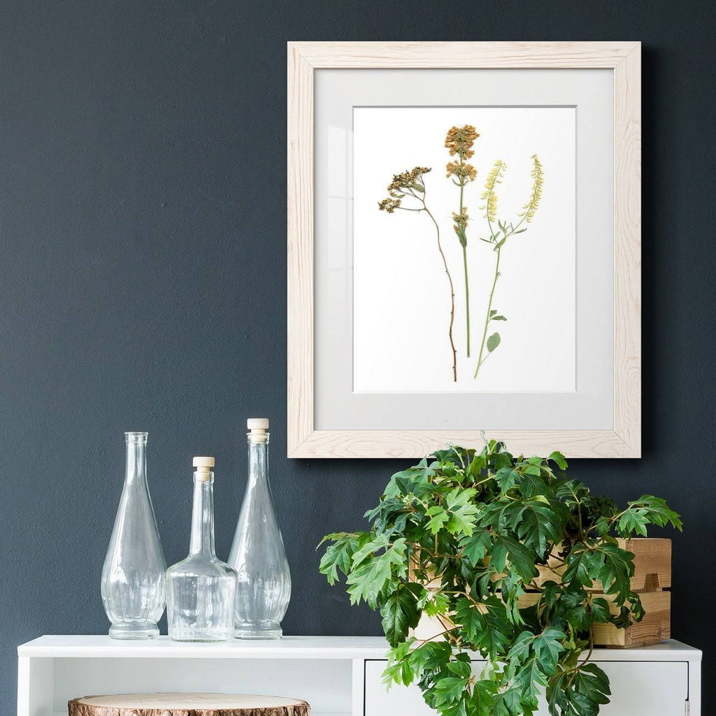 Framed Print 23X32 Maple O144547