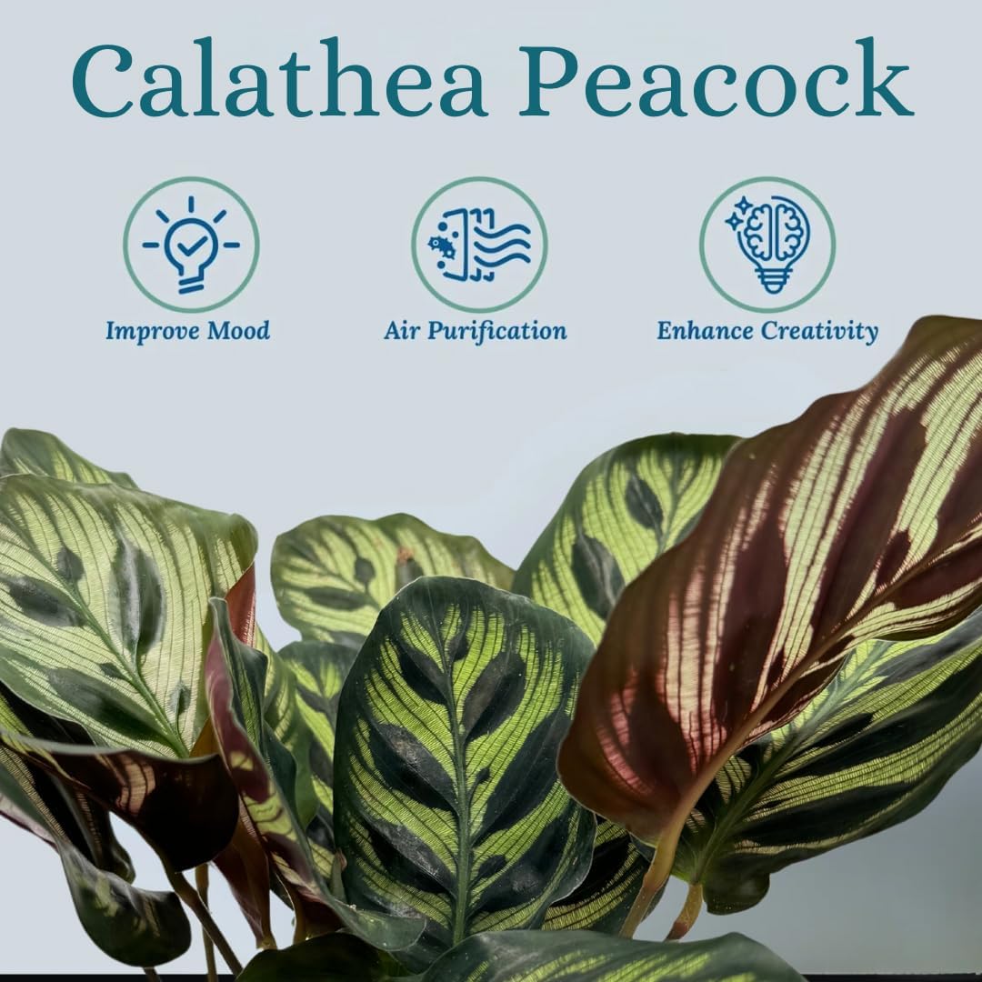 Calathea Peacock Live Plants Indoor Prayer Plant K4726