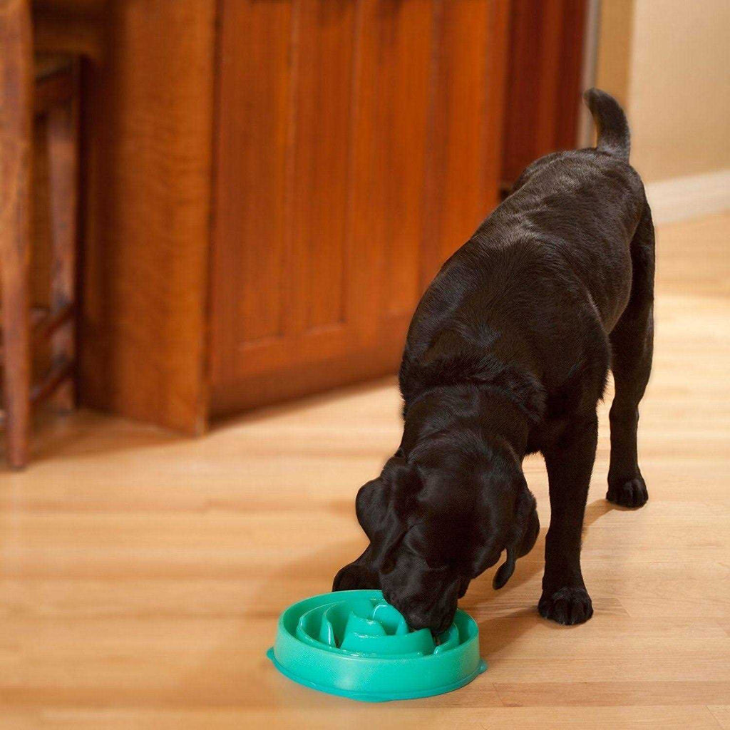 Fun Feeder Dog Bowl W5261